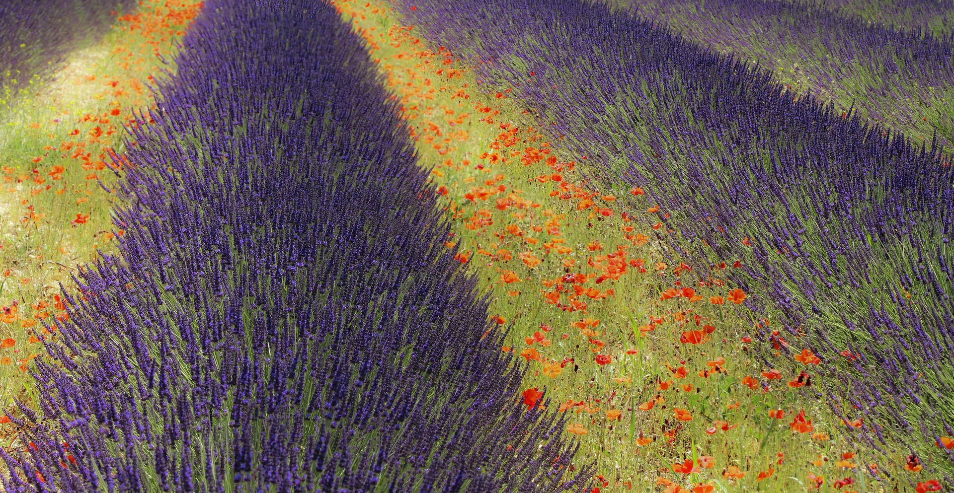 Lavanda 4 by vlado bucalo