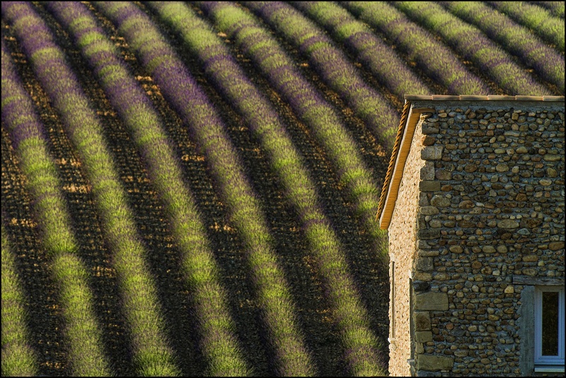 Lavanda 5 by vlado bucalo