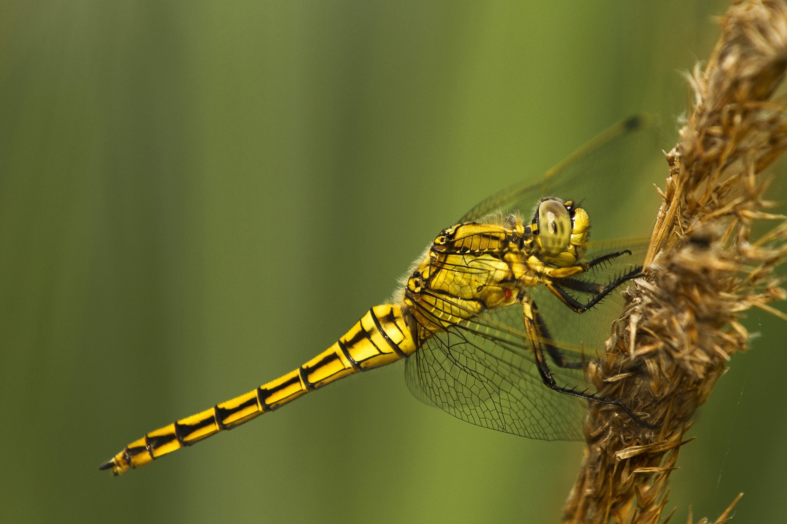 Dragonfly by vlado bucalo