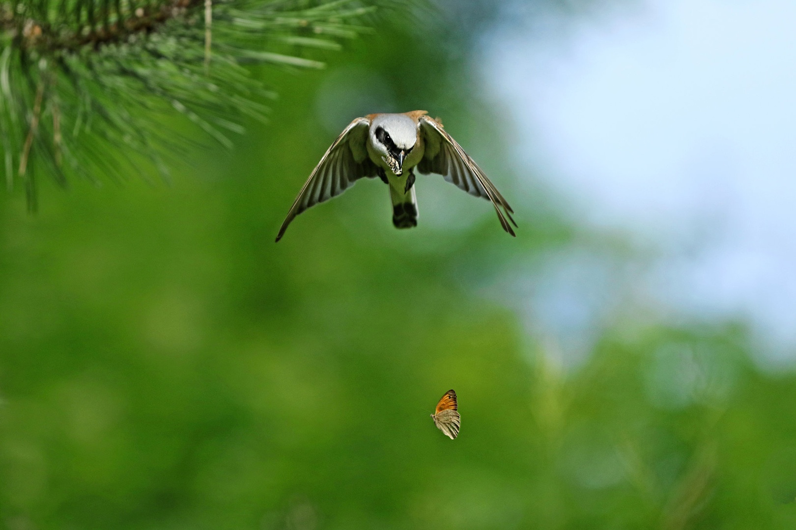 Ups by vlado bucalo
