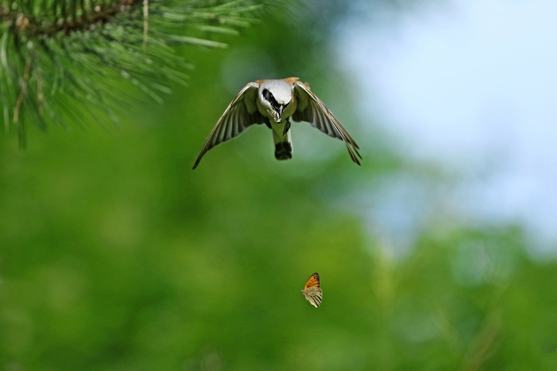 Ups by vlado bucalo