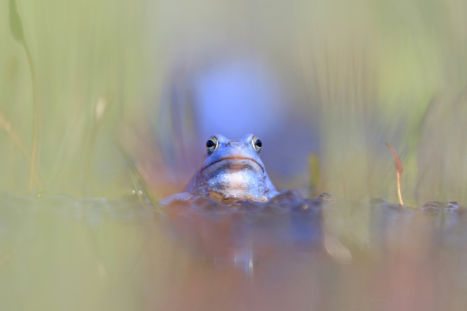 Ata smrk by vlado bucalo