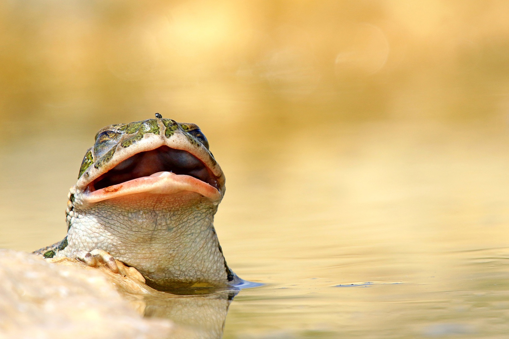 Haha by vlado bucalo