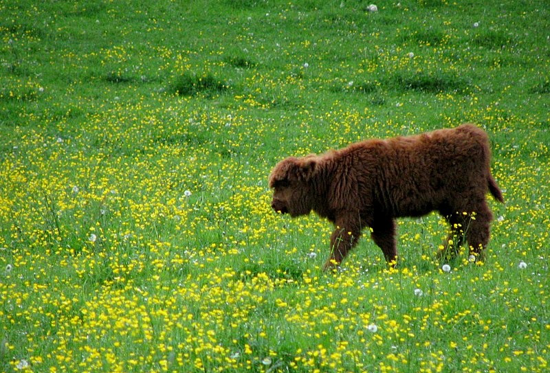 Všeč mi je ta travnik by Primož Draksler