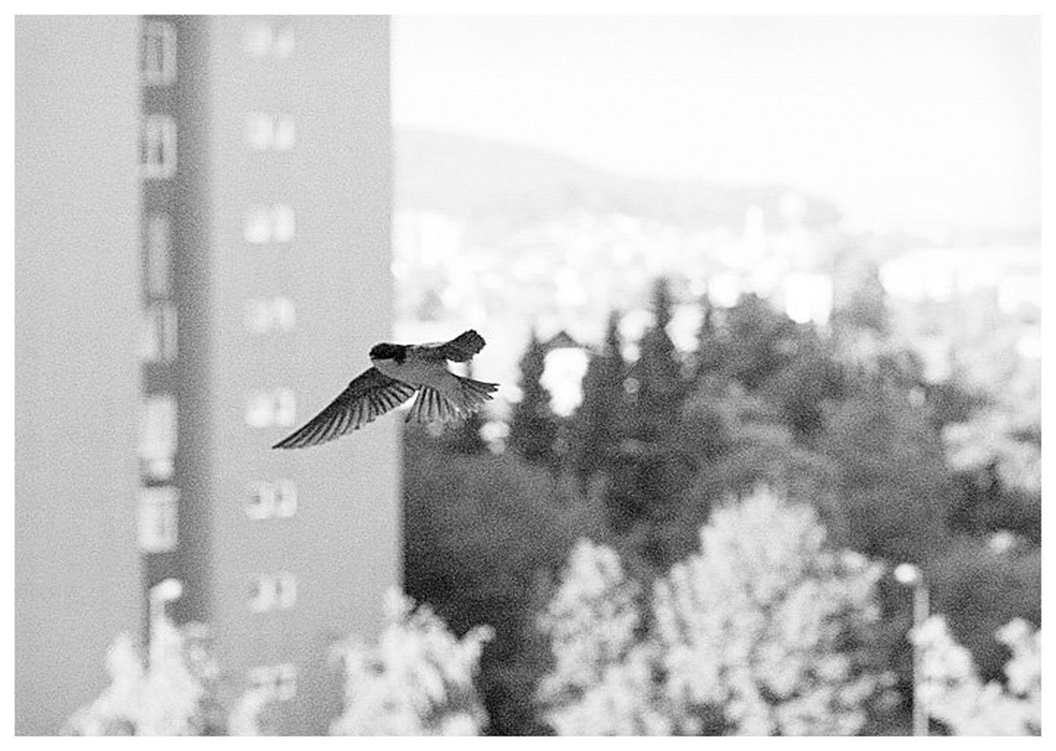 sve su se laste vratile sa juga.. by iztok mrzljak