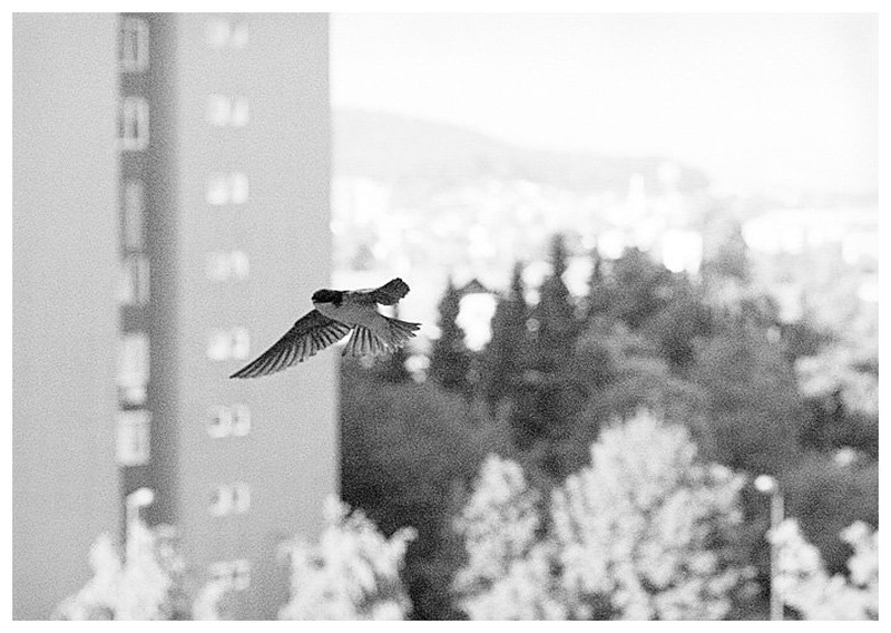 sve su se laste vratile sa juga.. by iztok mrzljak