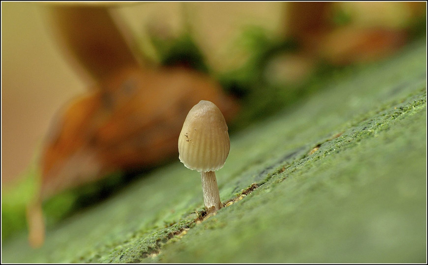 mycena by racman