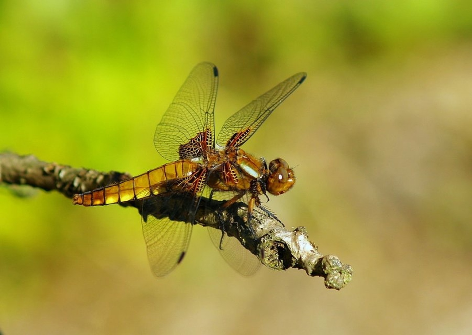 dragon-fly on dragon by racman