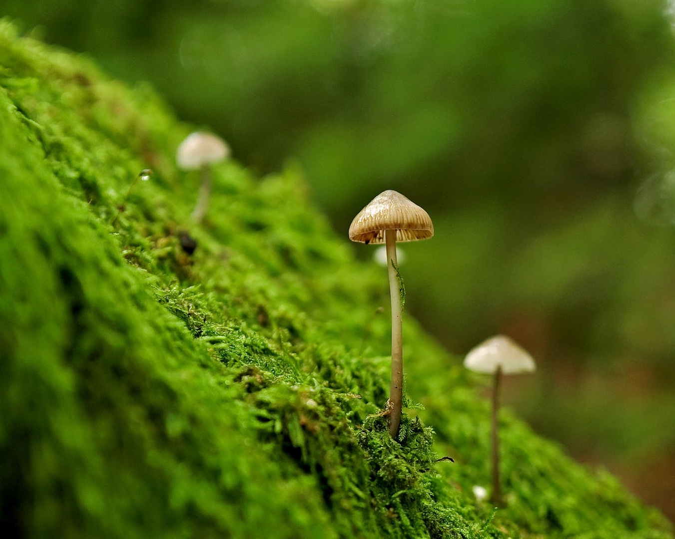 mycena by racman