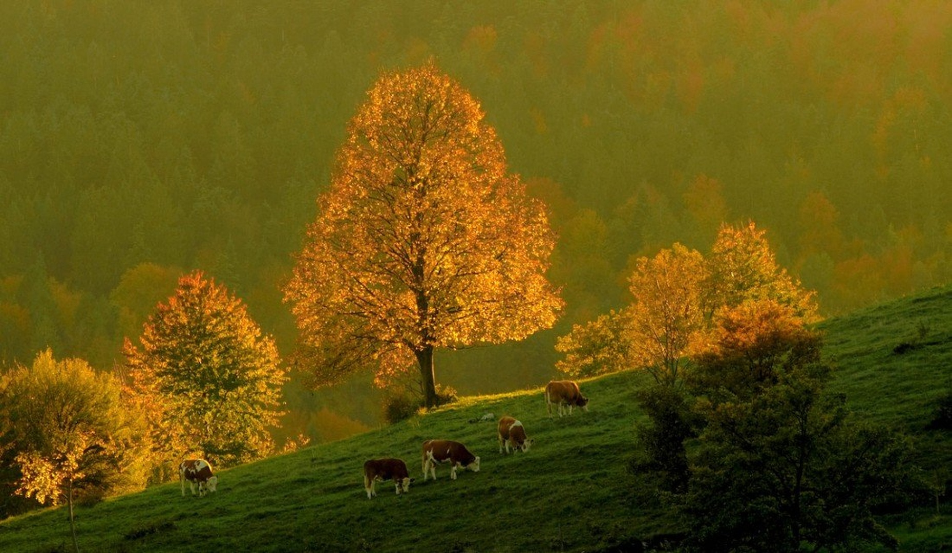 večerna paša by racman