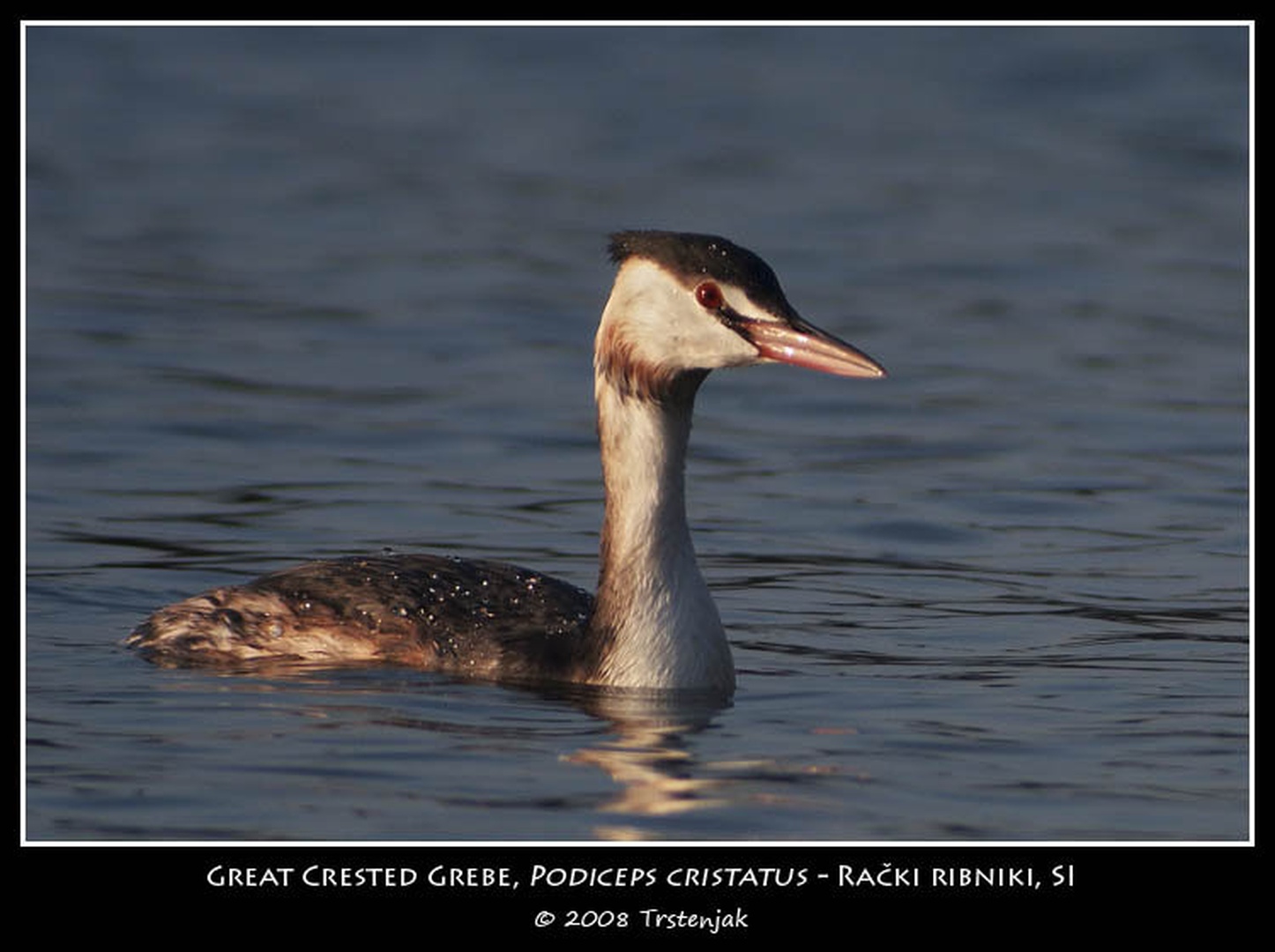 Podiceps cristatus by TadejT
