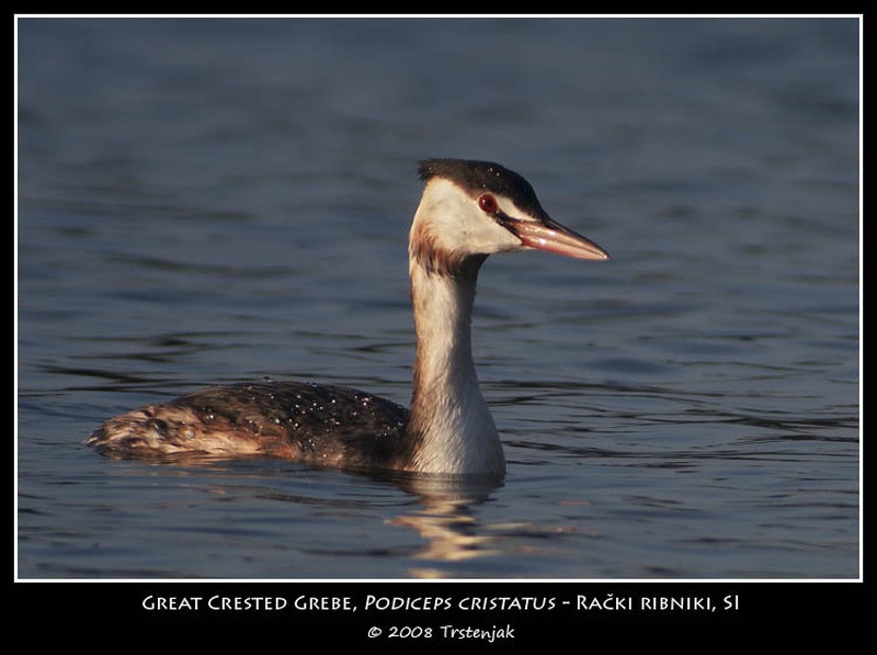 Podiceps cristatus by TadejT