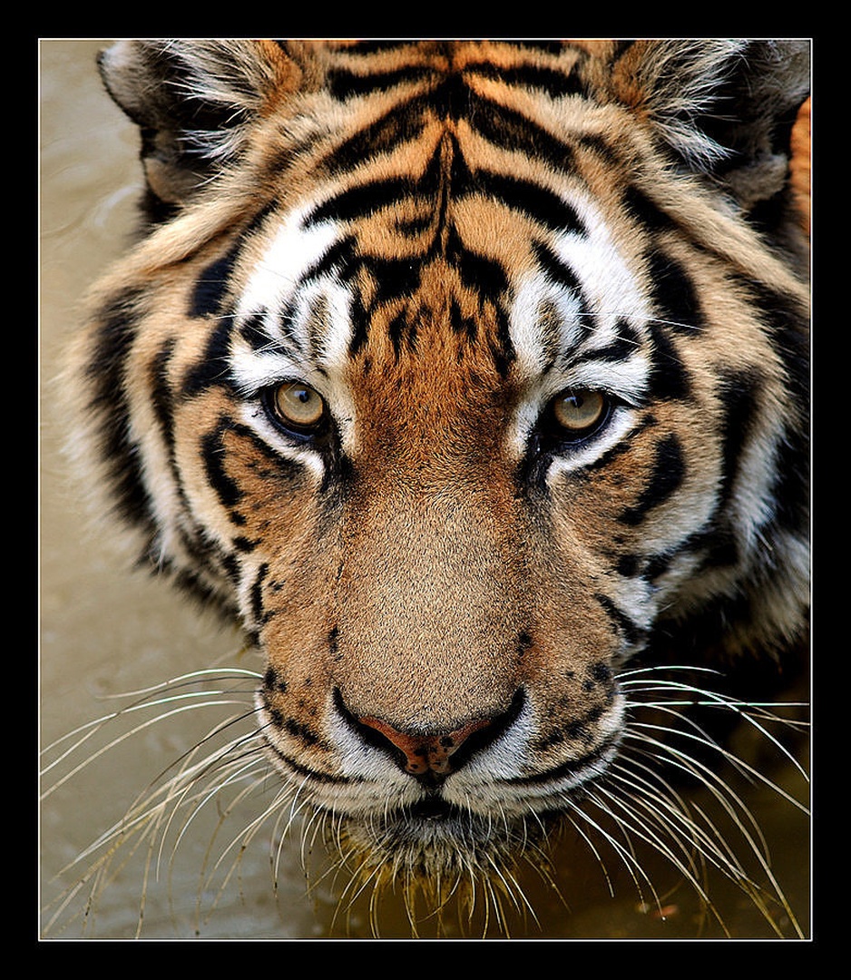 Tiger Look by Gregor Sečen