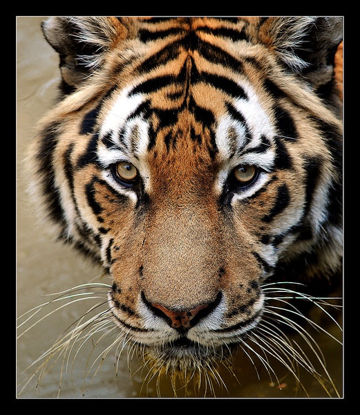 Tiger Look by Gregor Sečen