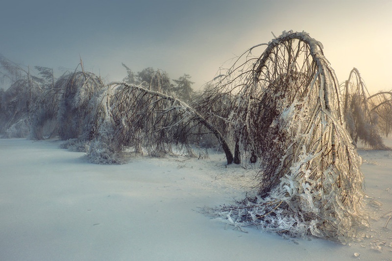 Polomljene breze by Žiga Šparemblek