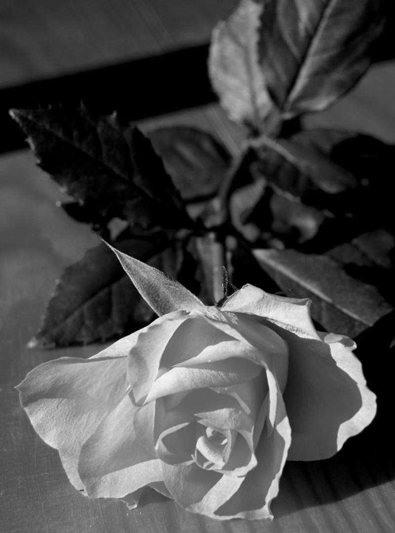 The Rose, lying on the floor by Klasja Kovačič