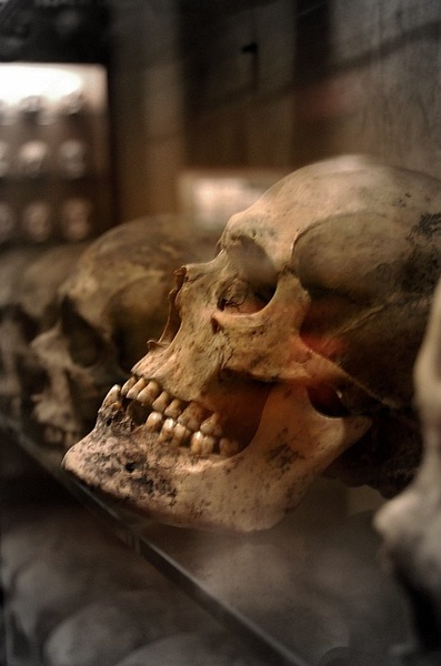 The Skull by Klasja Kovačič