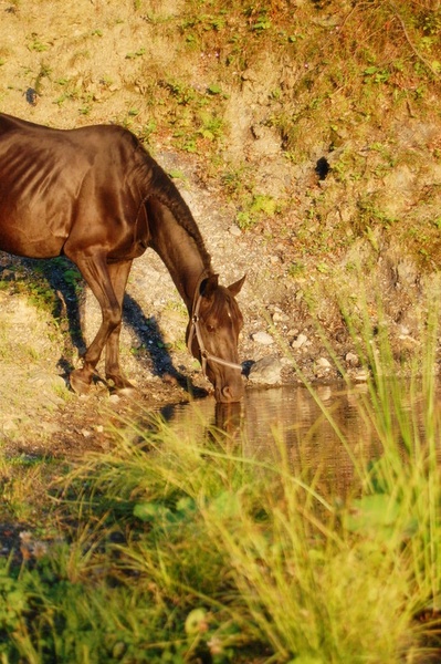 Black horse by the magic lake by Klasja Kovačič