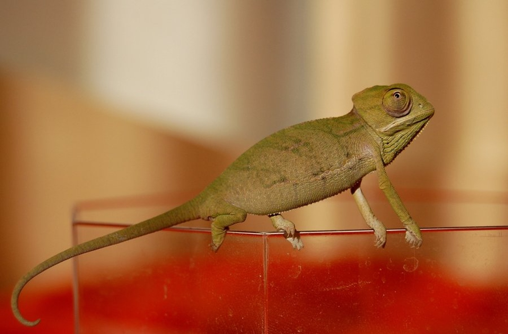 Kameleon by Klasja Kovačič