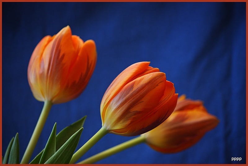 tulipani by pppp