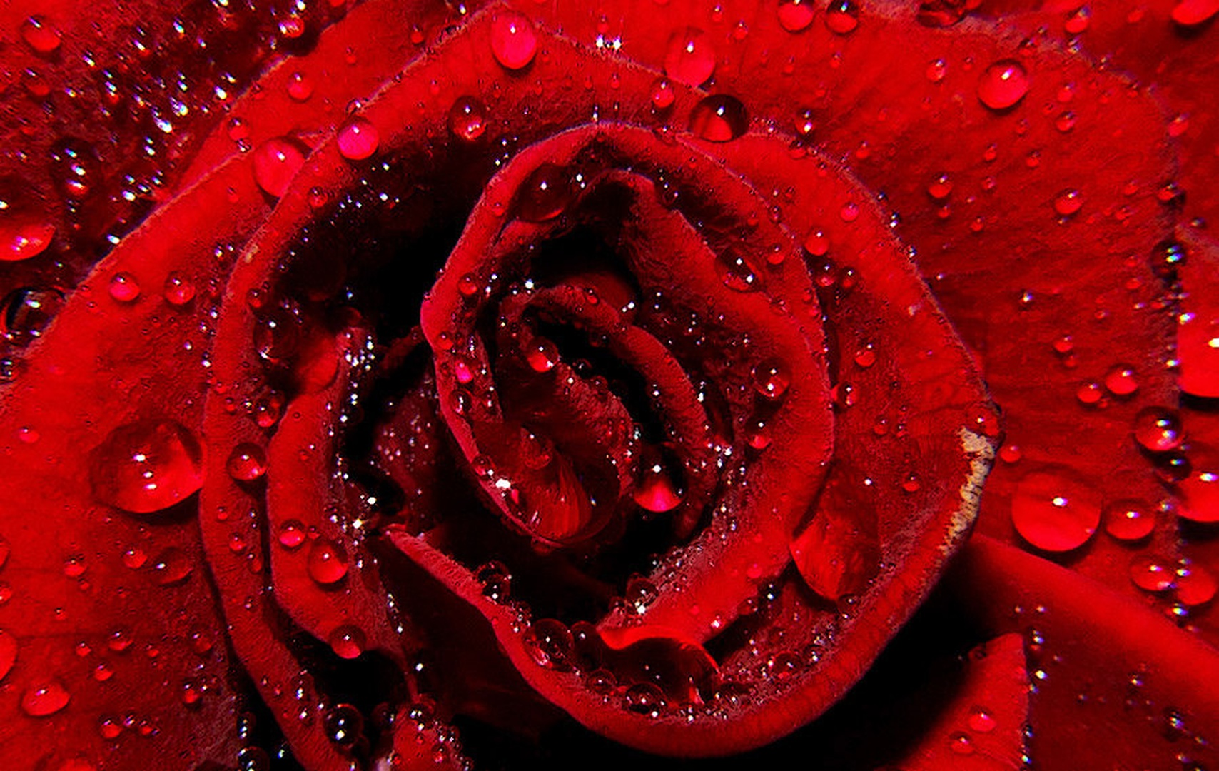Rose by grega rus