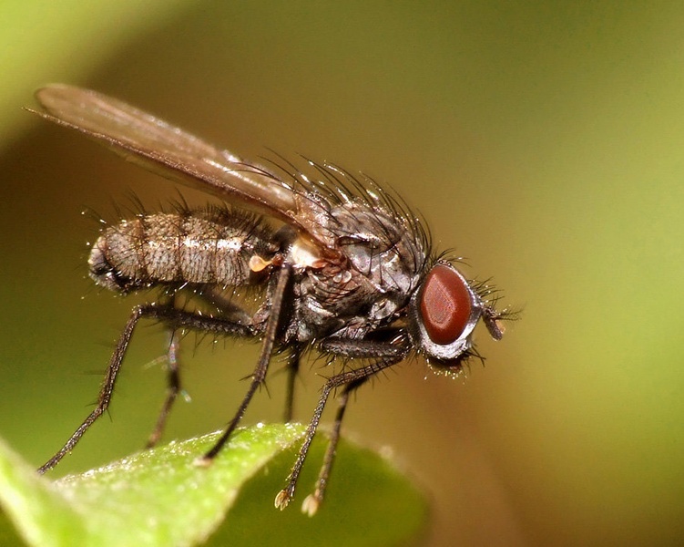 Fly by grega rus