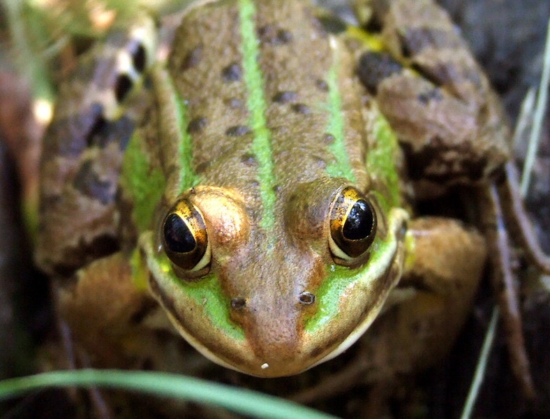 The Look by grega rus
