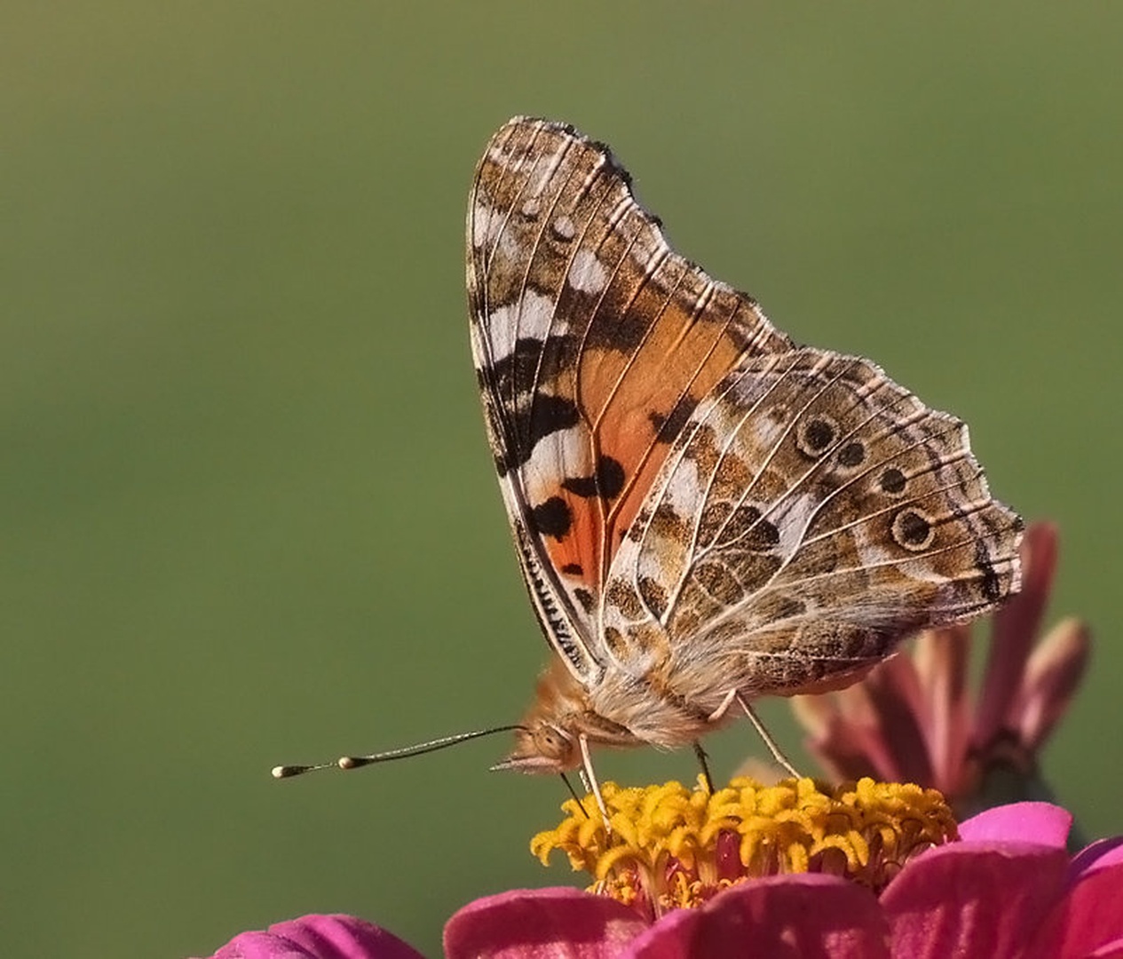 Garden Beauty by grega rus