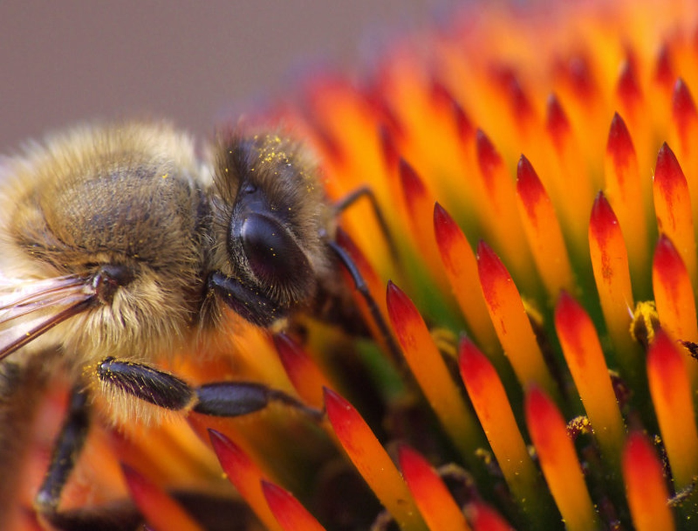Bee on... by grega rus