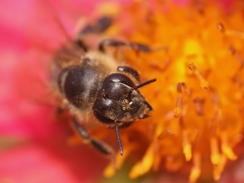 United Colors of Bee by grega rus