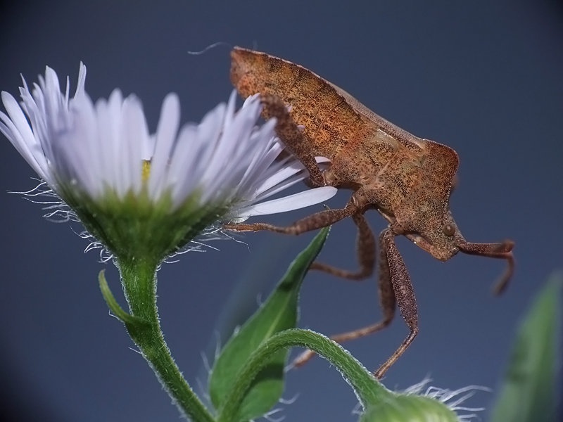 Bug's Tale by grega rus