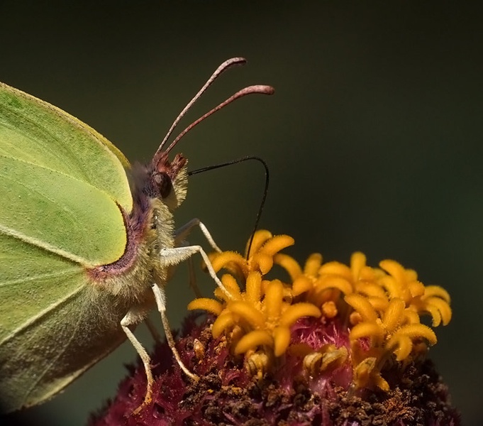 Beauty by grega rus