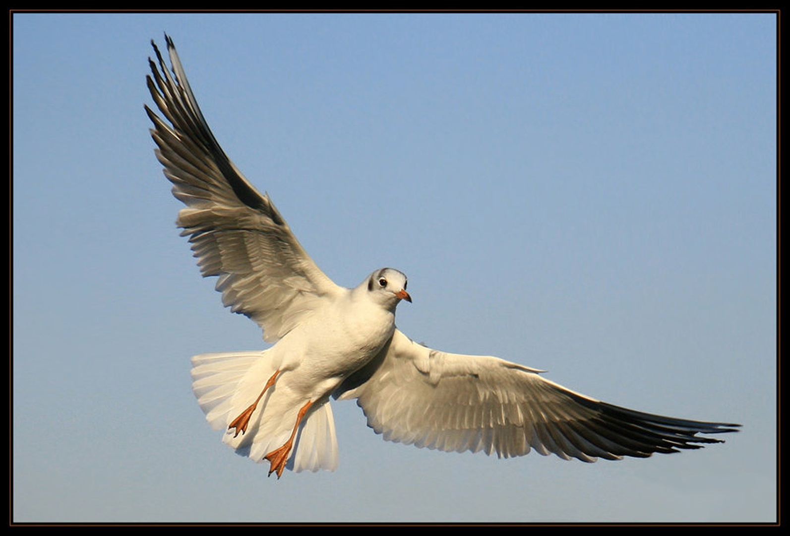 Rečni galeb (Larus ridibundus) by Mitja Ciglar