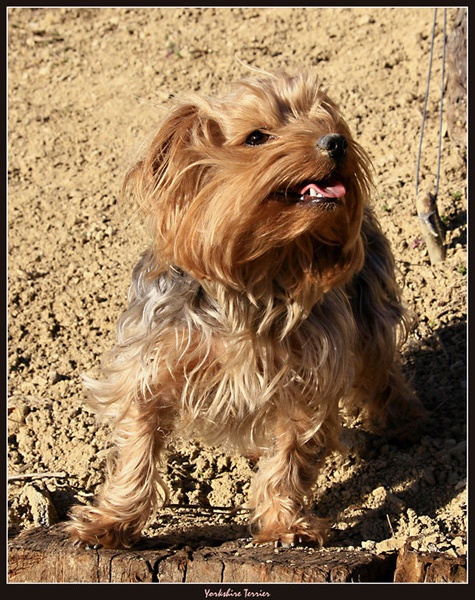 Yorkshire Terrier by Mitja Ciglar