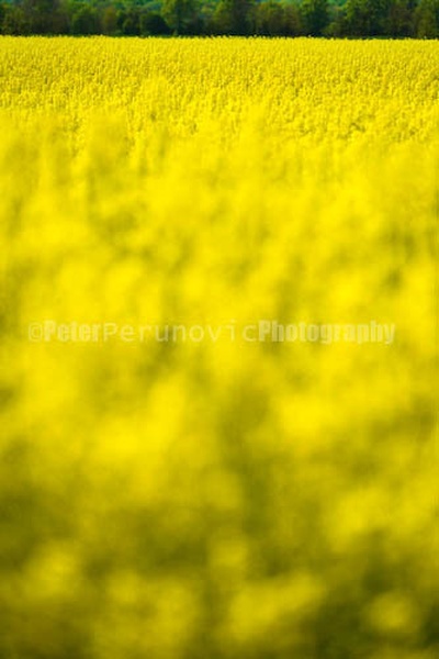 Polje by iPeter
