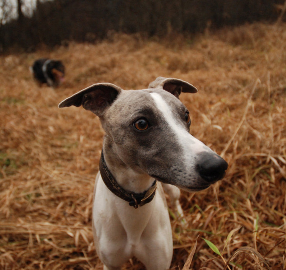 sighthound by grega l.