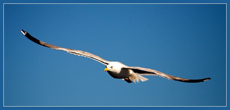 Galeb by Marko