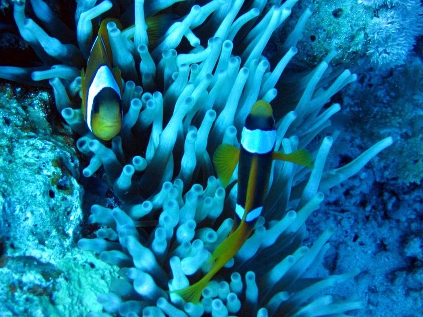 Nemo by