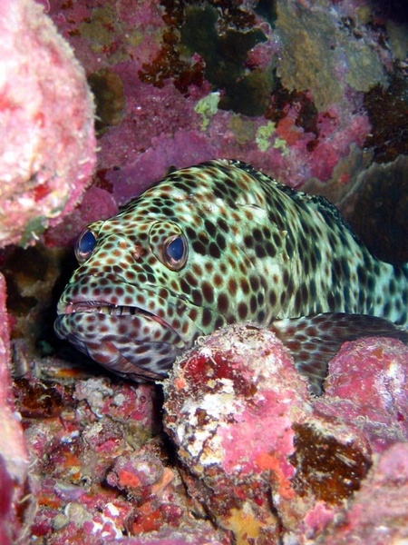 Arabian gruper fish(epinephelus tauvina) by buffalo
