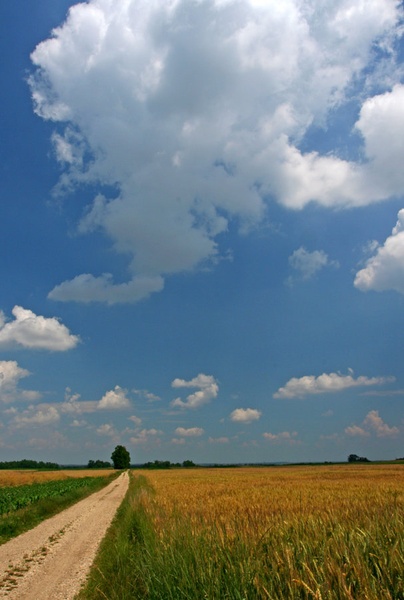 Pšenična polja by Peter