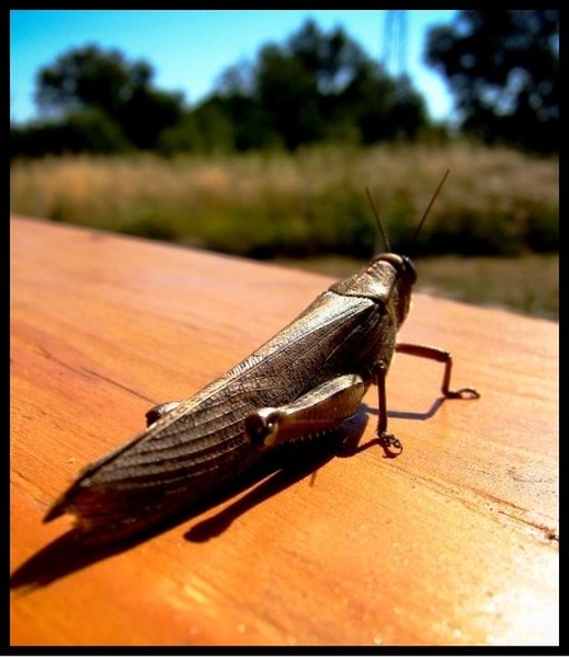 GrassHopha by Mitja Čebokli