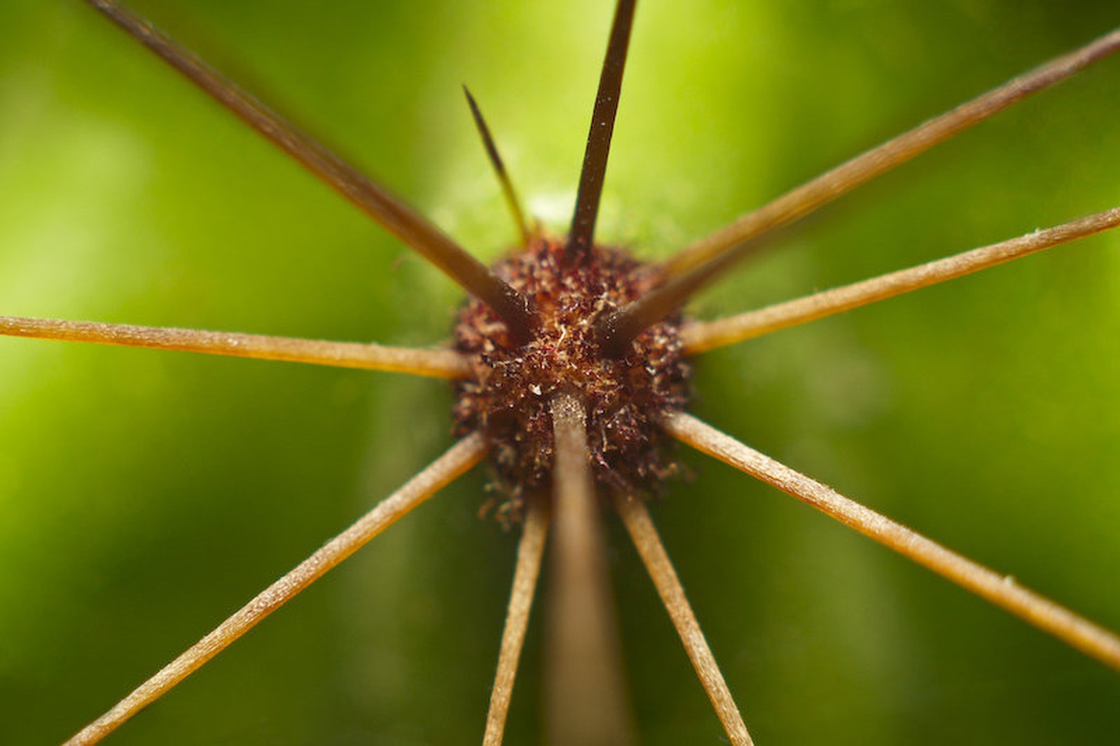 Spikes by Jaka Suln