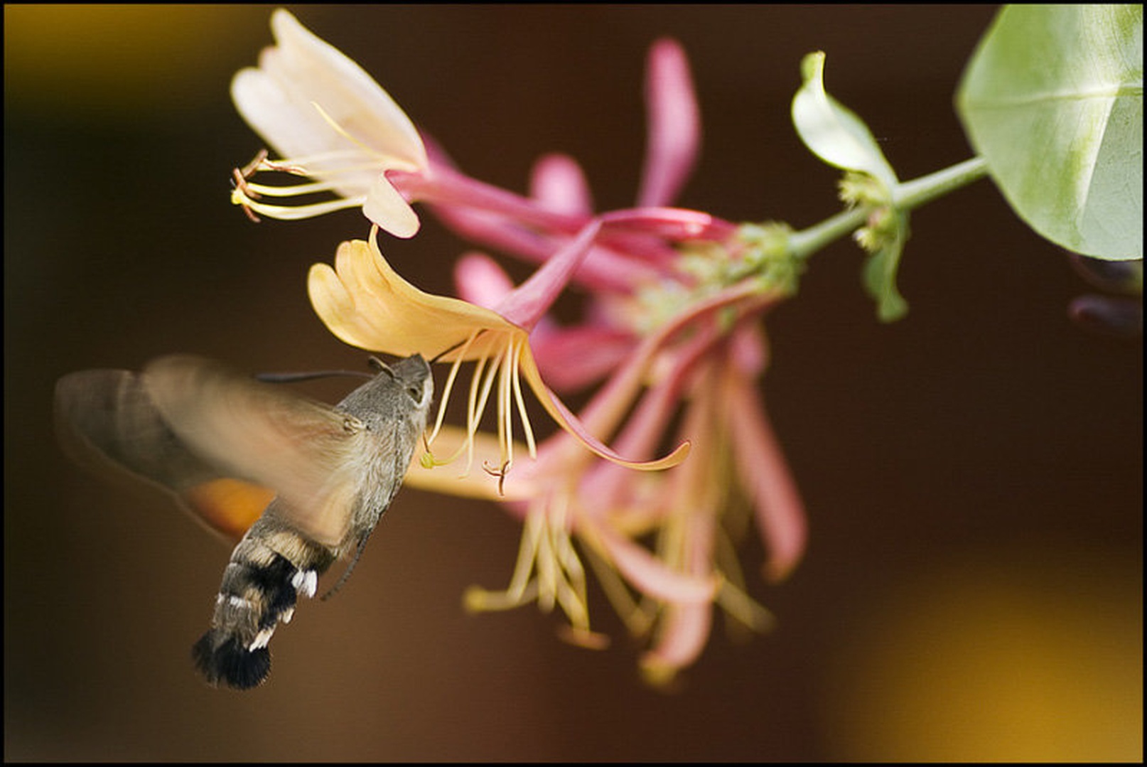 Kolibri (!?) by Boris Oblak