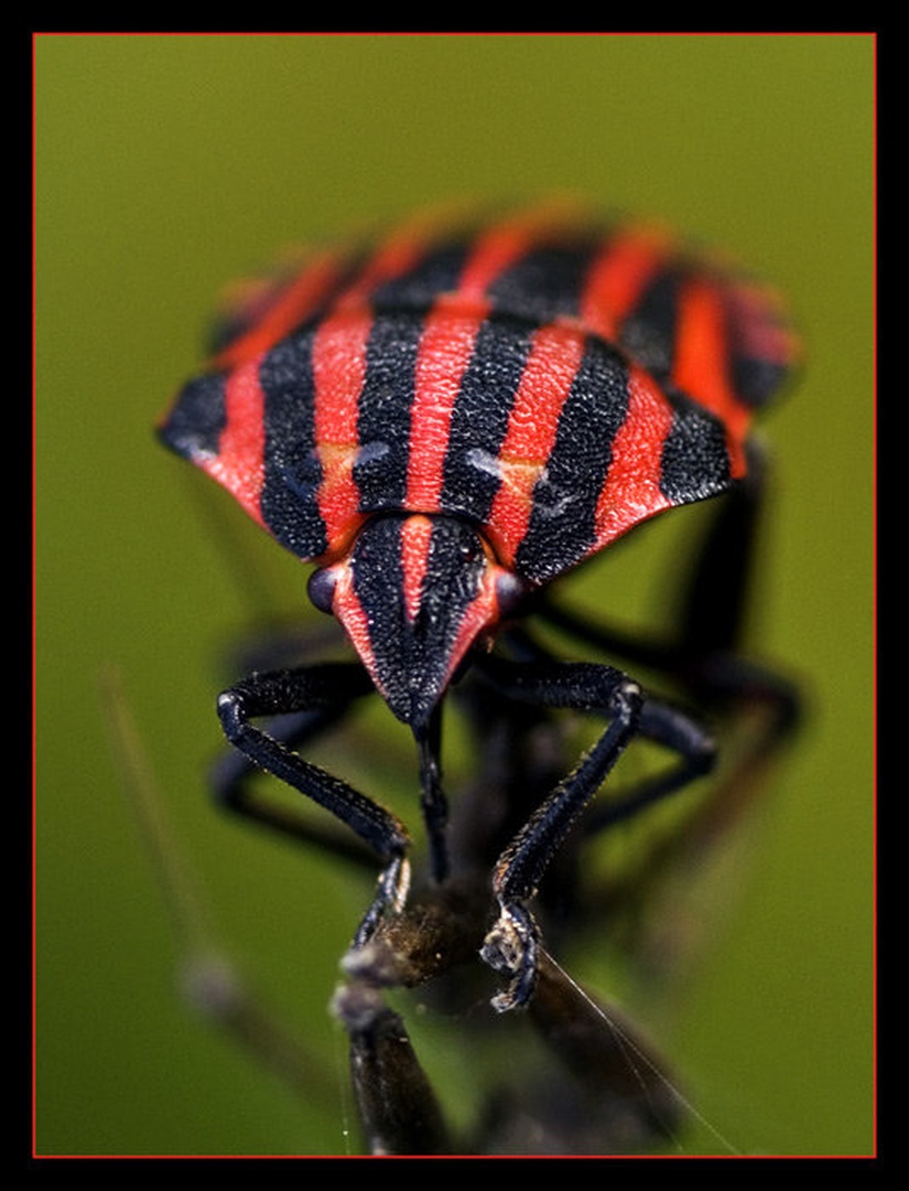 Vidim te by Boris Oblak
