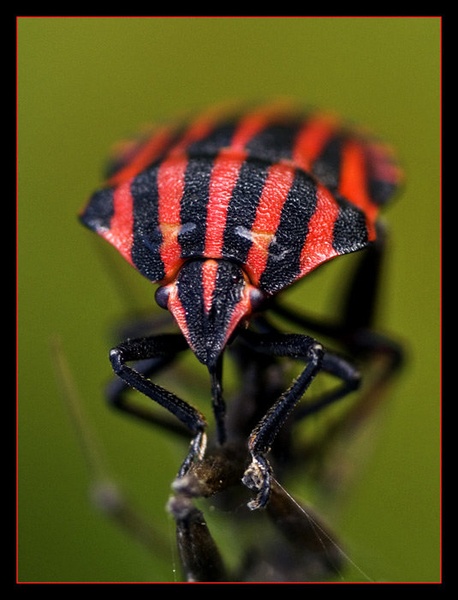 Vidim te by Boris Oblak