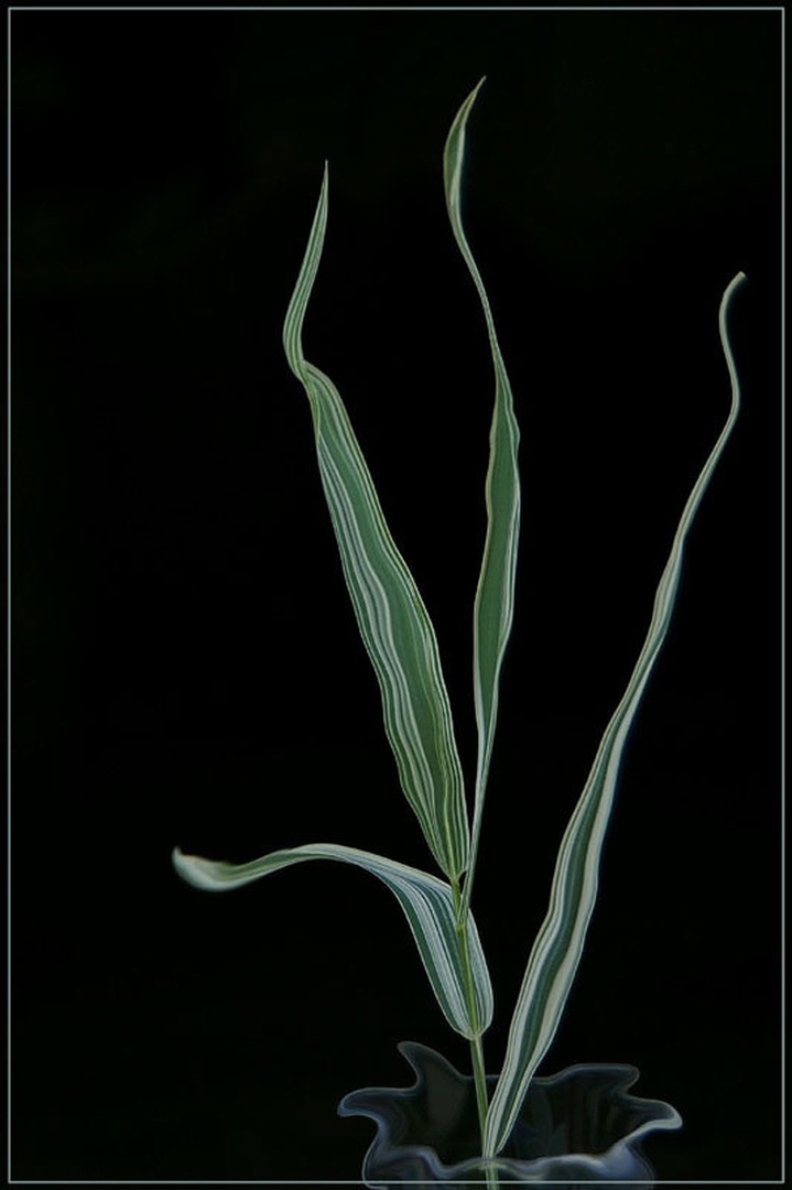 pojoča travica by pavel videc