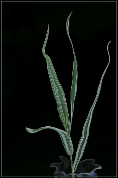 pojoča travica by pavel videc
