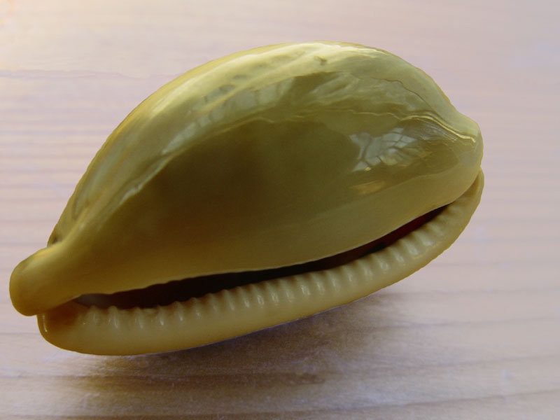 Školjka by griffin