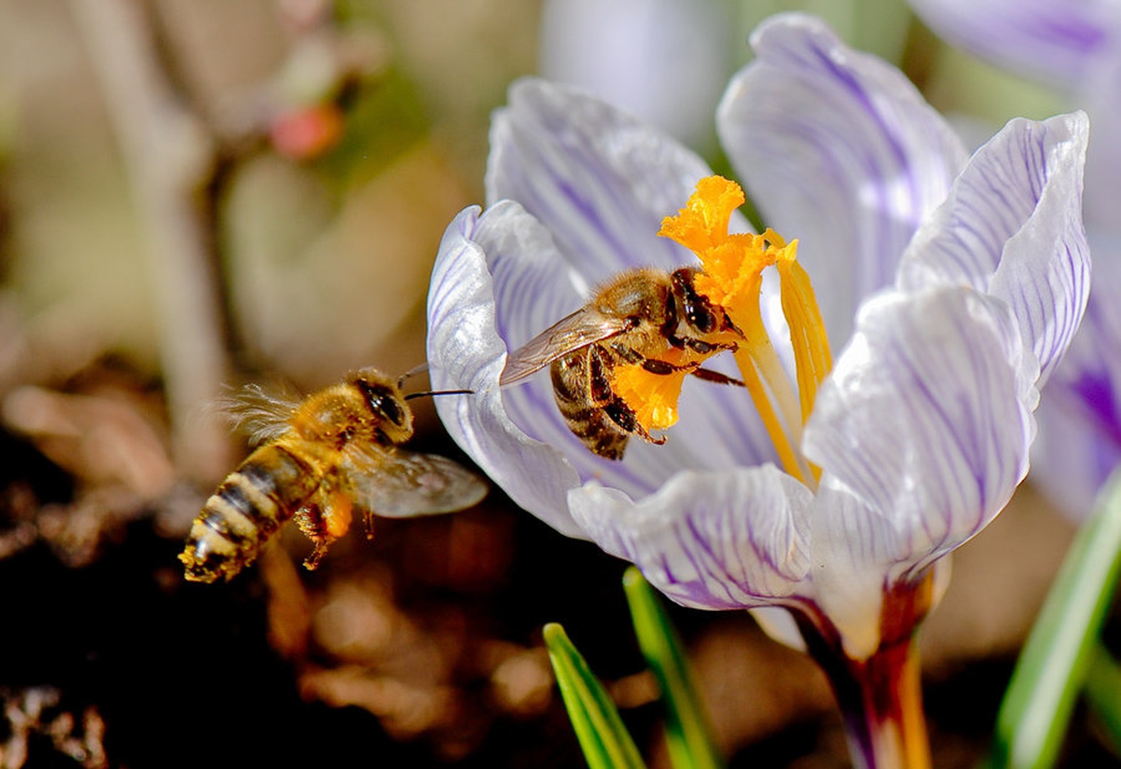 Wait for mee, Bee by