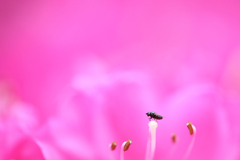 Pink world by Mitja Vodušek
